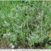 melitaea cinxia hostplant1 volg